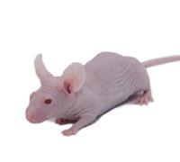 裸鼠（BALB/cA-nu） Mice